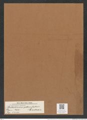 Stictodiscus reticulatus Castrac. (de-Toni-Nr.: Genus 205, Species 5230) Zeichnungen Sammlung Grunow Mappe 05001 (Herbarium_W_Grunow_drawings_Folder_05001)